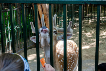 a girl feeds a deer with a carrot at the zoo, selective focus