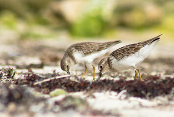 Two sandpiper birds eating on a white sand Caribbean beach surrounded by sargassum seaweed in sian Kaan national park near Tulum
