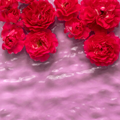 Red roses floating in pink water. Minimal flower background.