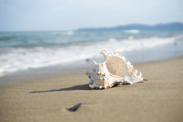 砂浜と貝がら