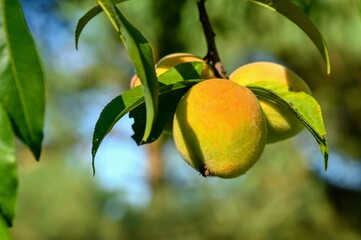 Unripe peach fruits on a branch.
