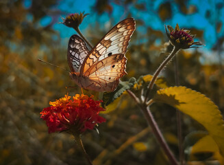 butterfly on flower