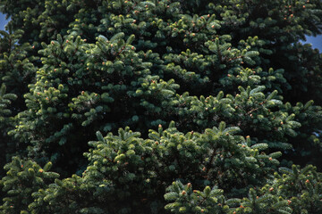 Naklejka na ściany i meble Background of branches of a Christmas tree. Green prickly branches of spruce. Selective focus. Green spruce, textured background with branches.