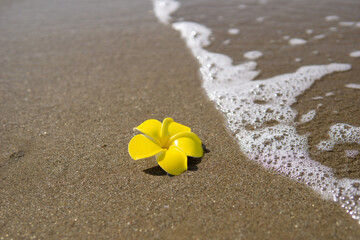 Obraz premium 波とプルメリアの花