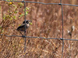 common kingfisher bird