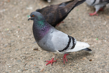 gołąb miejski 