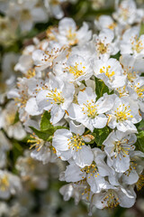 Flowers of Sargent Crabapple (Malus sargentii ‘Right Root’)