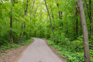 Fototapeta premium Asphalt road in the green forest
