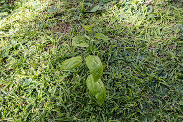 A green sprout of a tree on green grass. Green leaves of a young tree. The beginning of the life of a new plant. A small plant in a green clearing. Tropics on a summer day.