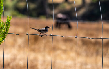 silhouette of a bird