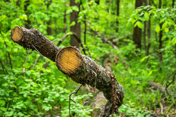 Intricately sawn tree trunk