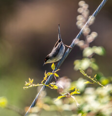 great spotted woodpecker
