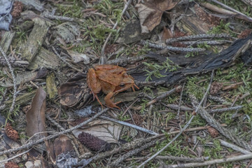 Waldfrosch