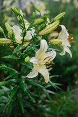 Close-up of a yellow lily flower. Hemerocallis is also called Lemon Lily, Yellow Daylily, Hemerocallis flava.Natural background. A flower in the garden after the rain.