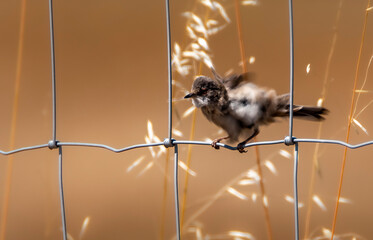 squirrel on the roof