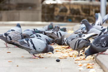 A flock of pigeons eating bread in the street.