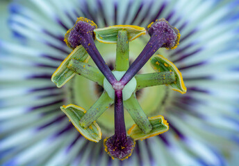 Passiflora. The Blue or Blue crown passionflower.  Selective focus on the parts of the flower...