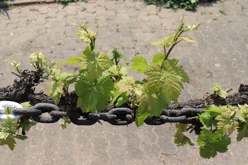 Spannkette im Weinberg. Weinstock. Weinpflanze.