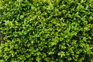 Fototapeta na wymiar Background, texture of green leaves of evergreen boxwood. Photography of nature.