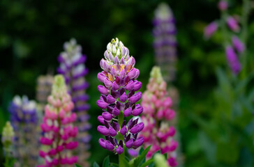 Farbenfrohe, aufgeblühte Lupinen in einem deutschen Sommergarten