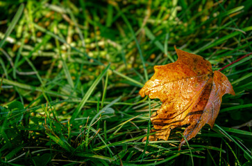 Brown fallen autumn leaf in the grass
