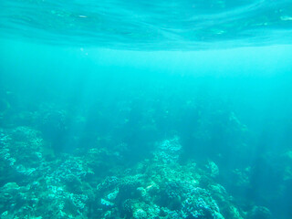 Fototapeta na wymiar Bright blue underwater image of Pacific ocean water and the coral reef taken in Maui Hawaii