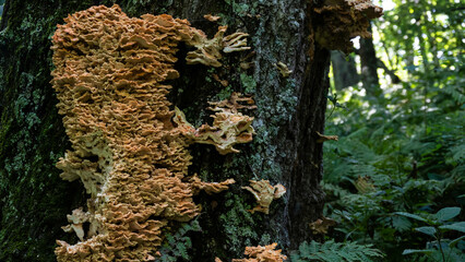Chicken of the Woods Mushroom Growing on a Tree in the Green Forest