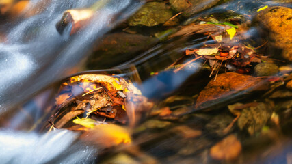 Wet Fallen Leaves in Late Autumn