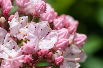 Mountain Laurel Blooming in the Appalachian Spring