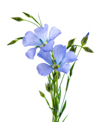 Flax flowers isolated on white background. Bouquet of blue common flax, linseed or linum usitatissimum.