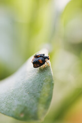 Ladybird on leaf