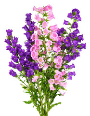 Campanula medium flowers isolated on white background. Bouquet of Canterbury bells or bell flower.