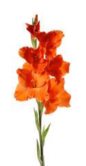 Orange gladiolus flower isolated on white background. Beautiful summer flowers. - obrazy, fototapety, plakaty