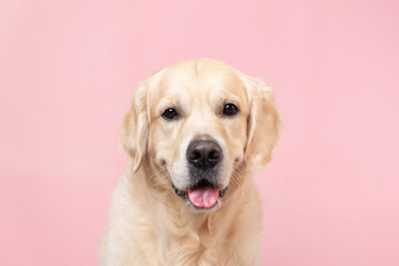 Portrait of a happy dog looking straight at the camera. Golden Retriever sitting on pink background with space for text. Postcard with a pet