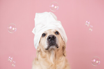 The dog is sitting on a pink background with a yellow duckling and soap bubbles. A golden retriever...