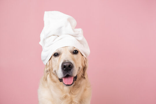 The dog is sitting on a pink background with a yellow duckling and soap bubbles. A golden retriever with a towel on his head takes a bath or a beauty treatment.