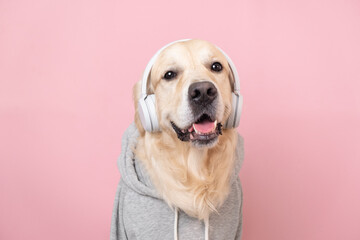 Cute dog listening to music in a gray hoodie. A golden retriever sits on a pink background with wireless headphones.