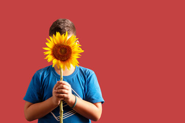 An 8-year-old boy holds a sunflower in front of his face on a dirty pink background. The concept of shyness.