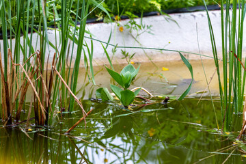 Pond with water and different plants