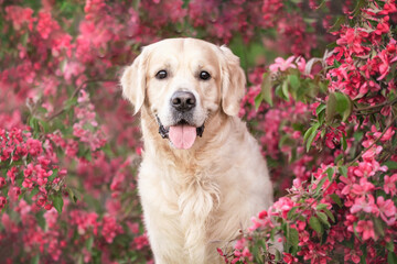 Golden Retriever posing outside in spring on flowering trees. A gentle photo of a dog sitting among...
