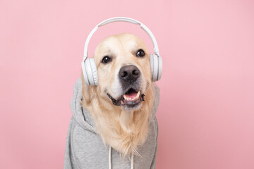 Cute dog listening to music in a gray hoodie. A golden retriever sits on a pink background with wireless headphones.