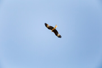 Red kite in the sky