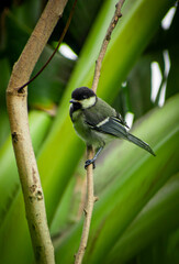 Black and white jungle sparrow on the tree in a jungle, selective focus images.