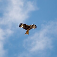 Red kite in the sky