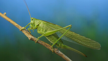 Green grasshopper sits on a branch against a blue sky and green vegetation. Great green bush-cricket (Tettigonia)