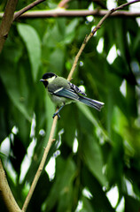 Black and white jungle sparrow on the tree in a jungle, selective focus images.