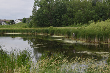 Fototapeta na wymiar North Mankato, Minnesota 6-25-2022 -Scenic view of Benson Park with pond