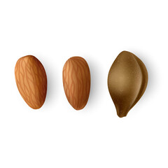 Fototapeta premium Apricot kernel set on white background, vector illustration