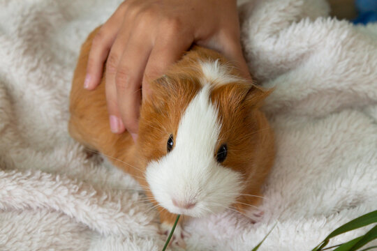 Mistress strokes her red guinea pig. High quality photo