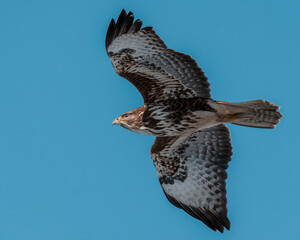 Mäusebussard in freier Natur
